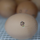 Image for article titled How to Grow a Chicken from Scratch